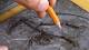 Discovery challenges primate evolution theory