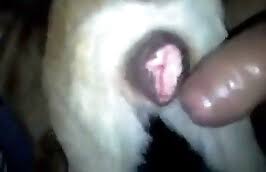 Colegiala empinadita para que su pequeno perro le haga sexo anal jpg x Sexo con perros