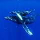 No-Show Pacific Ocean Humpbacks Stump Scientists 