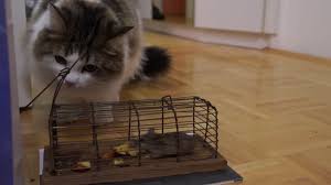 siberian mouse|Steamシリーズ：Siberian Mouse Dev