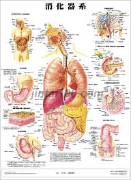 人体解剖|りかなび】人体解剖模型（トルソー型） ＡＬ－１６（３ＤＣＧサービス付）｜必要な商品を今すぐ検索！「教員用・研究用の理科学機器」検索サイト”りかなび”