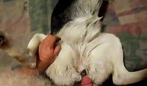 Man fucks female dog after gay sex free bestiality and animal porn jpg x Man fuck female dog