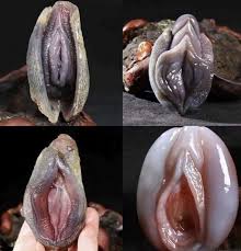 Pussy clam in shell u ijx jpg x Clam pussy