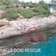 Dog is swept off China Walls in Honolulu by wave in video | Daily Mail Online 