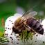 Les abeilles, les insectes pollinisateurs essentiels ile ilgili video