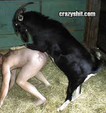 Wife sex with goat brunette cougar sucks and fucks a goat in this amateur beastiality movie zoo porn amateur at katitube jpg x Fuck goat