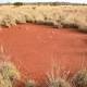 German study discovers 'fairy circles' in Australian outback 