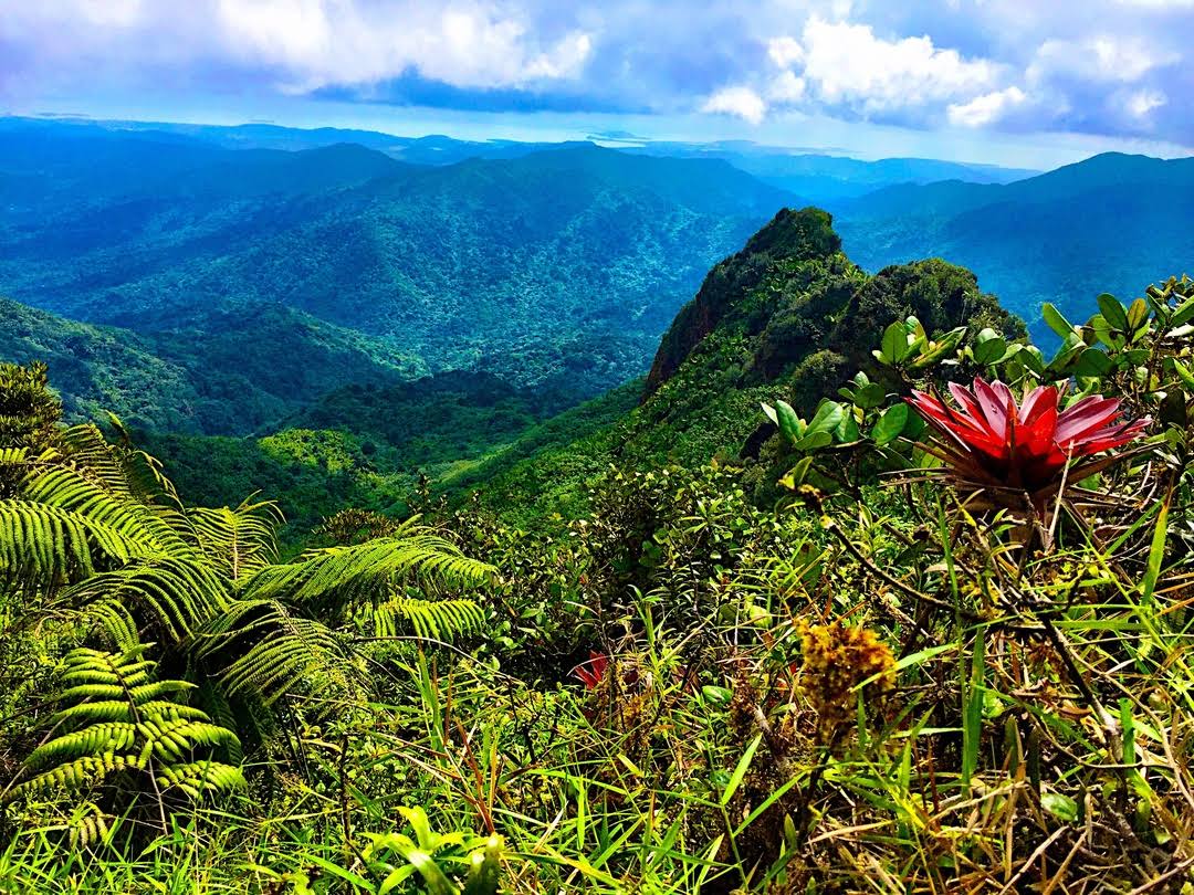 El Yunque by null