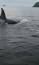 La fascinante historia de las orcas ile ilgili video