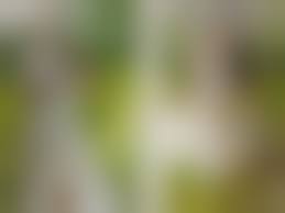 片山萌美  裸芯|片山萌美写真集 『Rashin 裸芯』｜か行