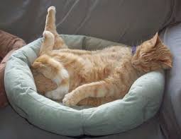 cat chiling out because it's hot on casartblog