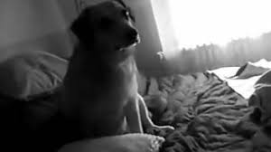 Homemade dog porn shooting in the bedroom with hot teen luxuretv jpg x Homemade dog