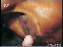 Horny farm guy craves cow pussy for a few rounds jpg x Man fuck cow