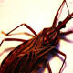'Kissing bug' disease more deadly than thought 
