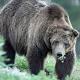 Killing of Famed Yellowstone Grizzly Intensifies Protection Debate 