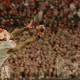 Ranking all 42 college football postseason games 
