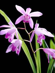 images?q=tbn:ANd9GcRyDpjAihPdBYaKhYLFwyLDJUMhtI7IqECMI2Kn9f7zPgh9AMztlA