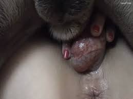 Animal sex beastiality porn jpg x Homemade dog