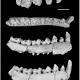 Six new fossil species form 'snapshot' of primates stressed by ancient climate change 