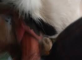Furry cow girl fucks with a man furry monster porn wild life jpg x Man fucks cow