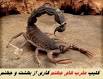 Image result for u202bعقرب و مارهاي جهنم از کجا ميآيندu202c
