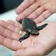 Loggerhead turtles hatched at World Science Festival released into Pacific Ocean 