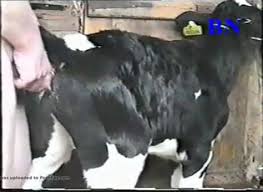 Man fucks calf cow sex pictures pass jpg x Man fucks calf