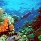 Farming groups defend efforts to reduce run-off to improve Great Barrier Reef ... 