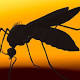 Unusual US Zika virus case baffles experts 