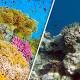 End of the Great Barrier Reef? More than 90 per cent of Earth's coral reefs 'dead by 2050' 