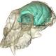 Complexity before size: Old world monkey had a tiny but complex brain 