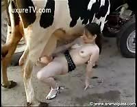 Man fucks cow jpg x Man fucks cow