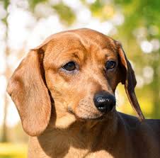 siberian mouse tanya nude|G L O B A L T I G E R F O R U M