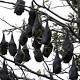 Batemans Bay In 'State Of Emergency' After 100K Bats Swarm Town 