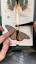 The Fascinating World of Lepidopterology: Unveiling the Secrets of Butterflies and Moths ile ilgili video