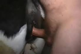 Man fuck cow jpg x Man fuck cow