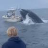 Whale capsizes boat
