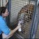 Florida zoo mourns keeper killed by tiger; investigation continues 
