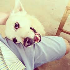 My boyfriend and dog fucked me zoofilia porn jpg x By my dog