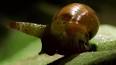 El mundo fascinante de los caracoles: un viaje a su reino secreto ile ilgili video