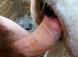 Donkey dick nude gif x Sex with donkey