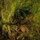 Golf|Oakmont's Water Hazards Have No Water but Sink Golfers Just the Same 