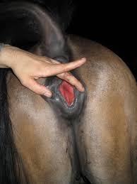 Man fuck cow animal porn videos jpg x Man fuck cow