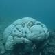 Report for Unesco on the Great Barrier Reef that Australia didn't want world to see 