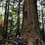 Les arbres de séquoia, des géants centenaires ile ilgili video