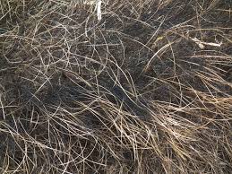 Первые волосы на письке |Волосы — Википедия