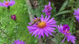 El papel esencial de las abejas en nuestro ecosistema ile ilgili video
