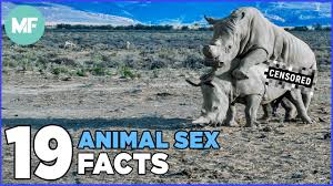 animal sex porn|shwan-at-animal-sex-fun comic image 39