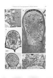go ah ra fake nude|•••