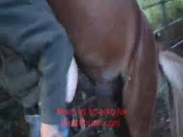 Girls fucked horses compilation jpg x Horse fuck girl